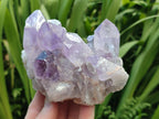 Natural Jacaranda Amethyst Crystal Clusters x 6 From Mumbwa, Zambia