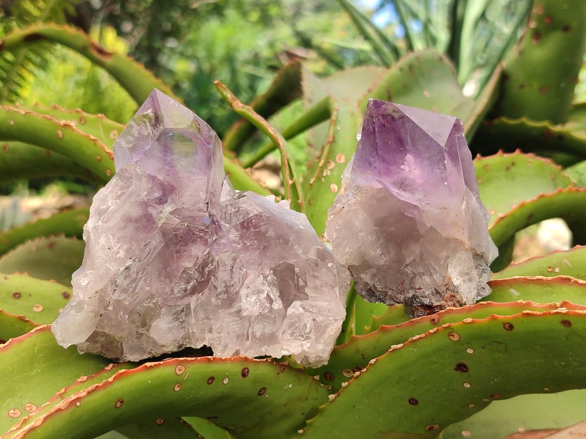 Natural Jacaranda Amethyst Crystal Clusters x 6 From Mumbwa, Zambia