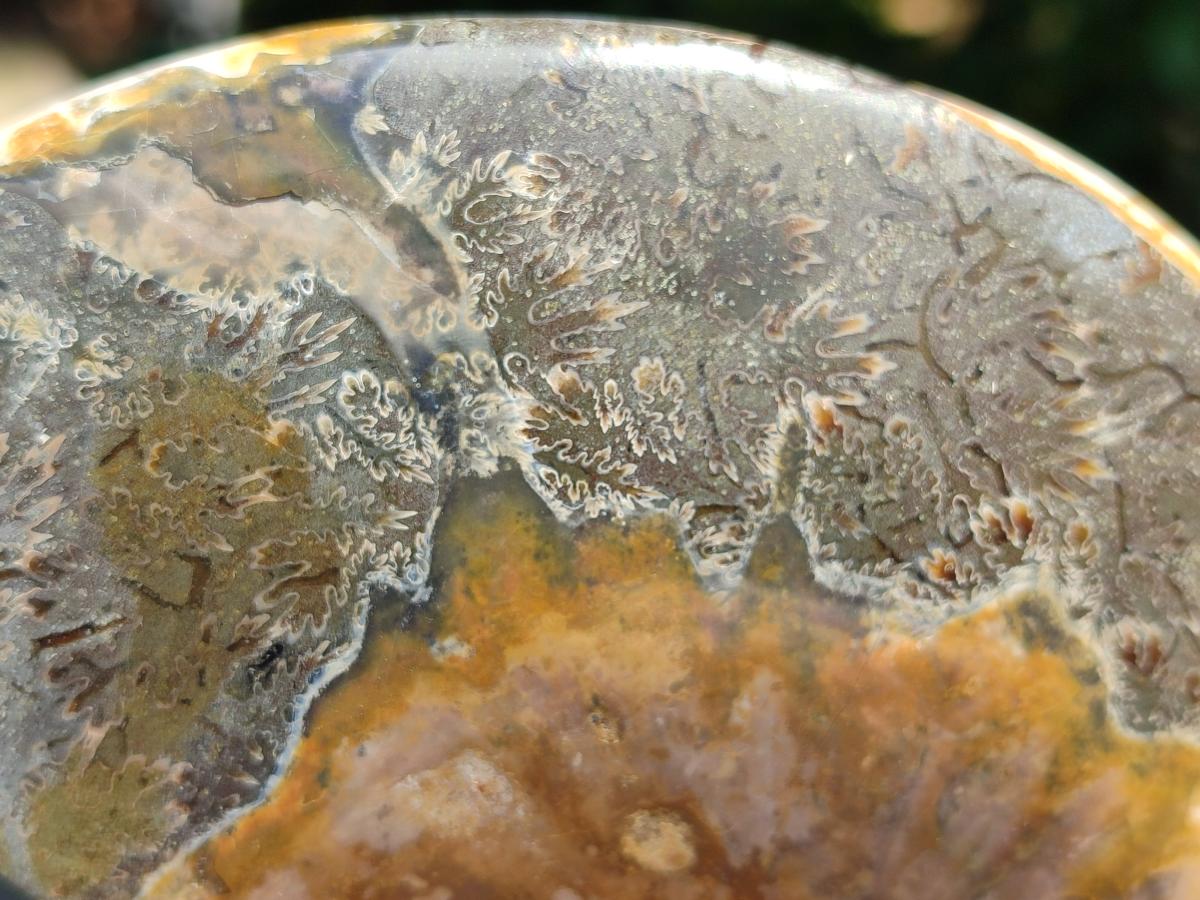 Polished Opalized Cleoniceras Ammonite Fossil x 1 From Tulear, Madagascar