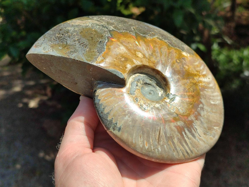 Polished Opalized Cleoniceras Ammonite Fossil x 1 From Tulear, Madagascar