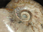 Polished Opalized Cleoniceras Ammonite Fossil x 1 From Tulear, Madagascar