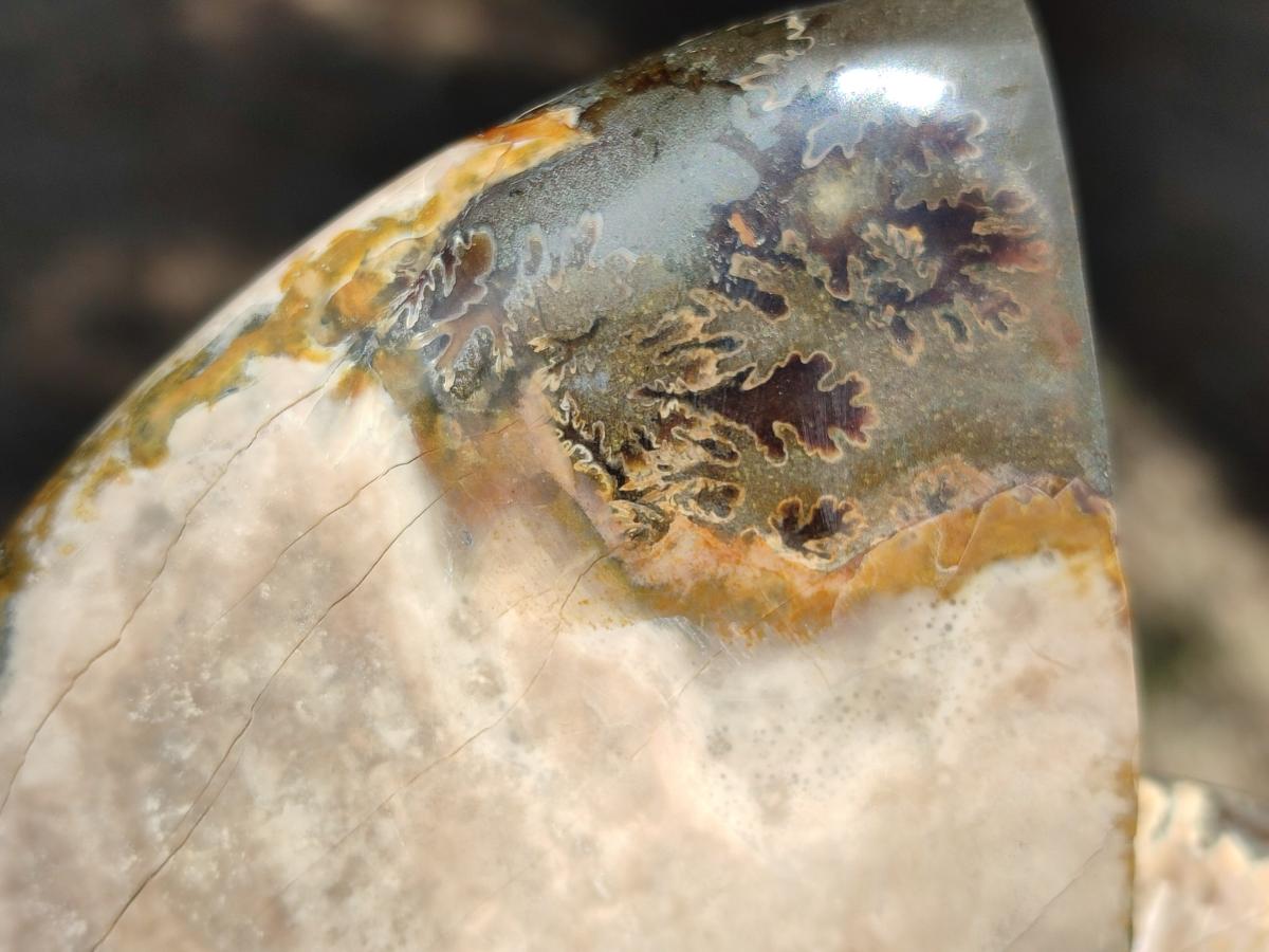 Polished Opalized Cleoniceras Ammonite Fossil x 1 From Tulear, Madagascar
