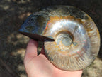 Polished Opalized Cleoniceras Ammonite Fossil x 1 From Tulear, Madagascar