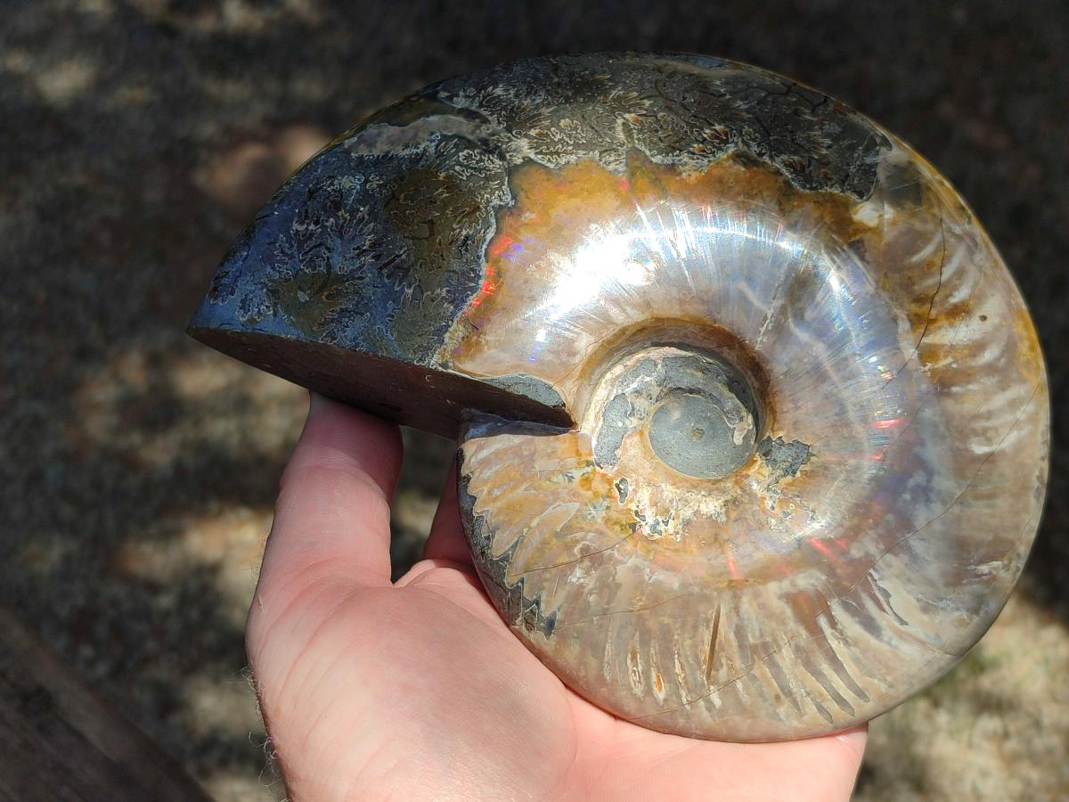 Polished Opalized Cleoniceras Ammonite Fossil x 1 From Tulear, Madagascar
