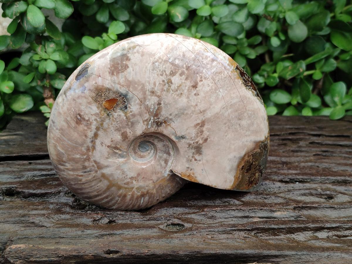 Polished Opalized Cleoniceras Ammonite Fossil x 1 From Tulear, Madagascar