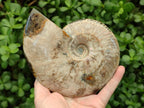 Polished Opalized Cleoniceras Ammonite Fossil x 1 From Tulear, Madagascar