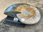Polished Opalized Cleoniceras Ammonite Fossil x 1 From Tulear, Madagascar