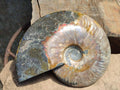 Polished Opalized Cleoniceras Ammonite Fossil x 1 From Tulear, Madagascar