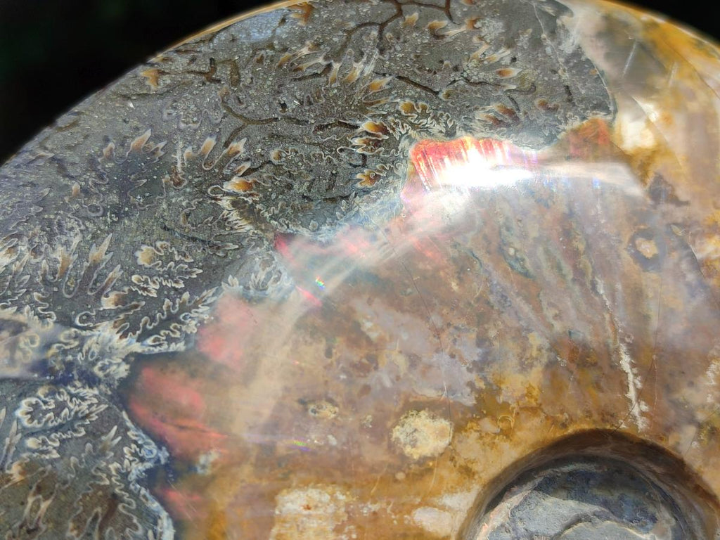 Polished Opalized Cleoniceras Ammonite Fossil x 1 From Tulear, Madagascar