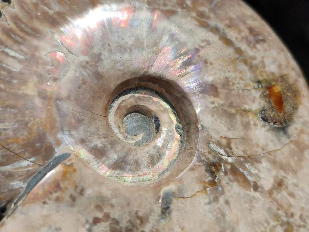 Polished Opalized Cleoniceras Ammonite Fossil x 1 From Tulear, Madagascar