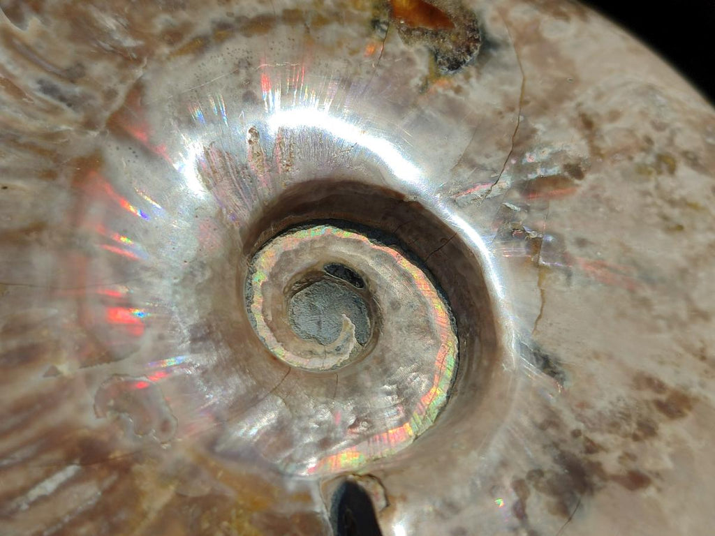 Polished Opalized Cleoniceras Ammonite Fossil x 1 From Tulear, Madagascar