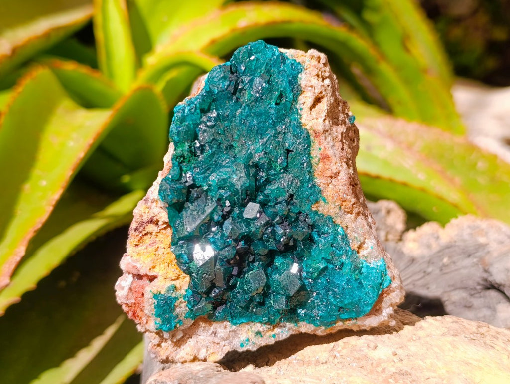 Natural Dioptase on Dolomite Specimens x 3 From Likasi, Congo