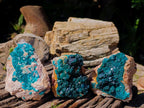 Natural Dioptase on Dolomite Specimens x 3 From Likasi, Congo