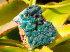 Natural Dioptase on Dolomite Specimens x 3 From Likasi, Congo