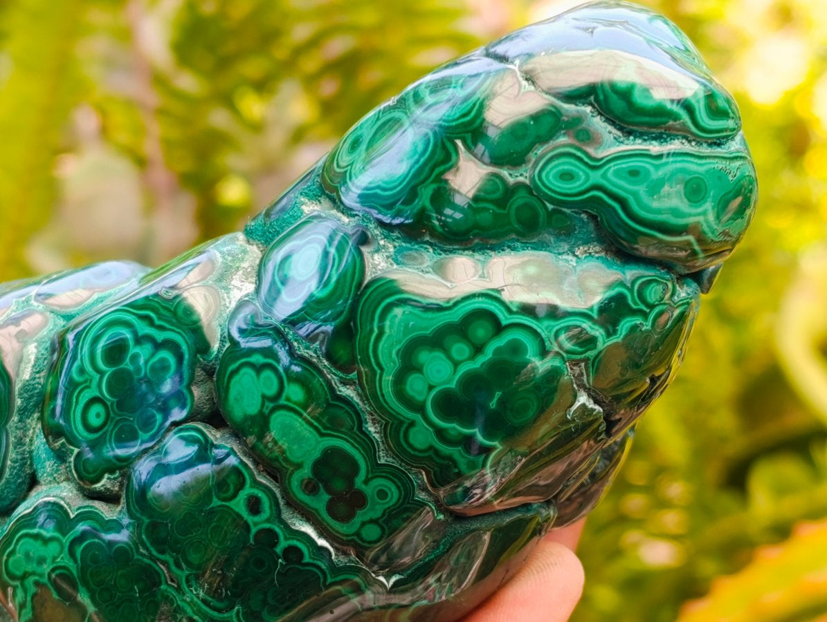 Polished Flower Banded Malachite Free Forms x 2 From Congo