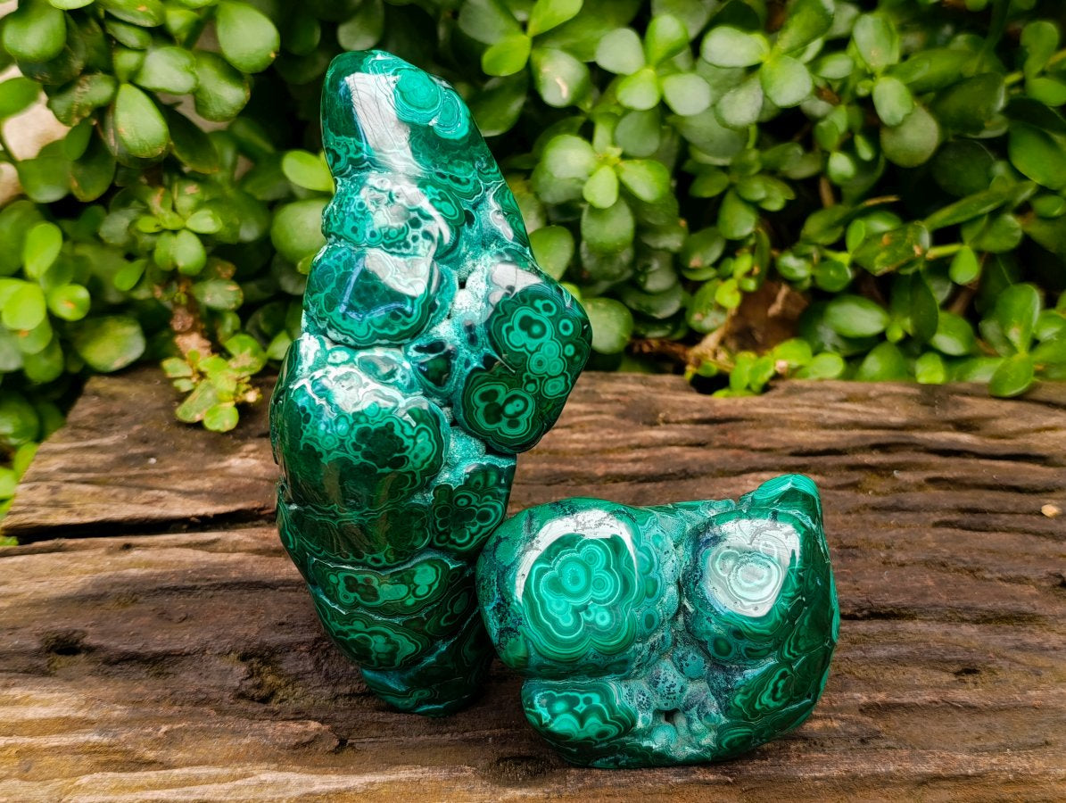 Polished Flower Banded Malachite Free Forms x 2 From Congo