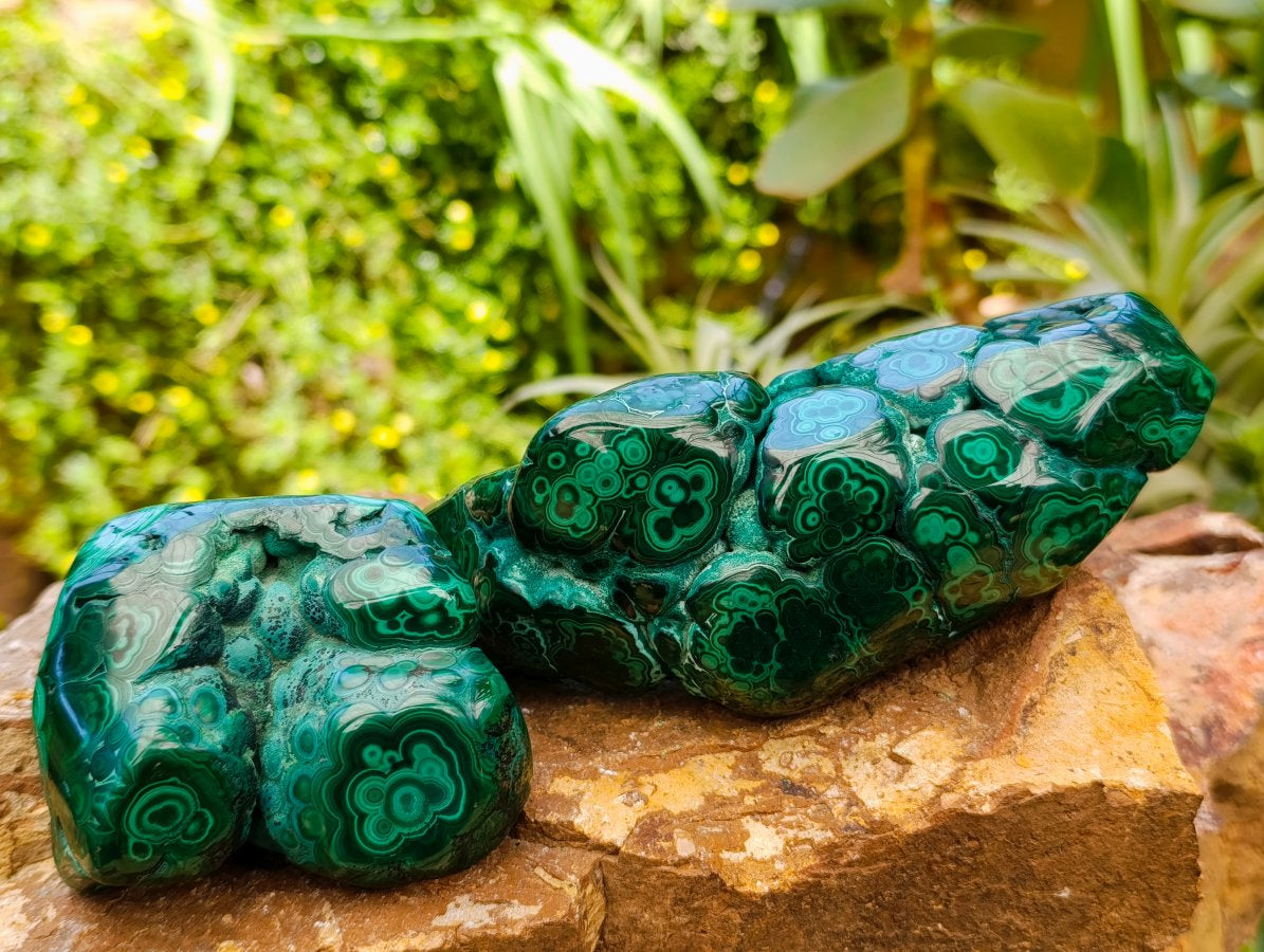 Polished Flower Banded Malachite Free Forms x 2 From Congo