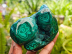 Polished Flower Banded Malachite Free Forms x 2 From Congo