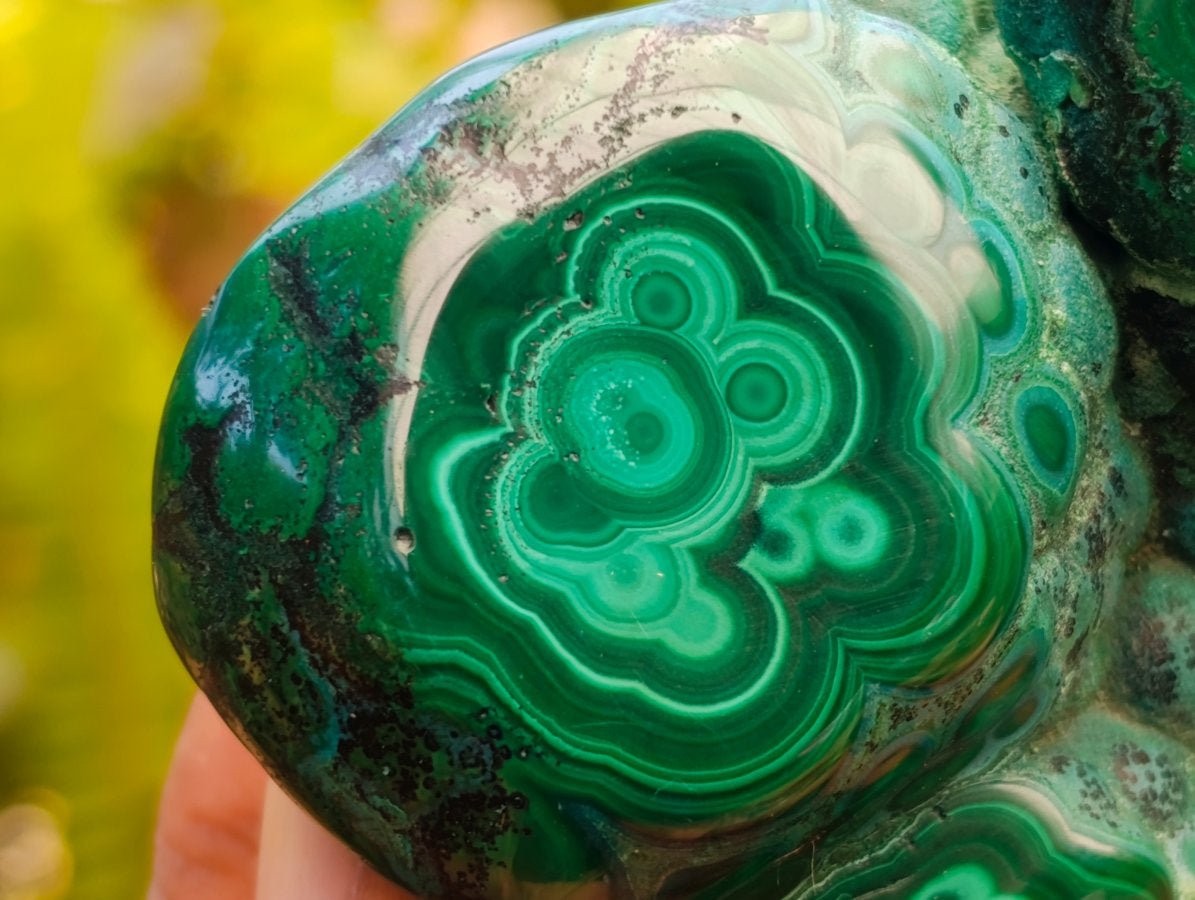 Polished Flower Banded Malachite Free Forms x 2 From Congo