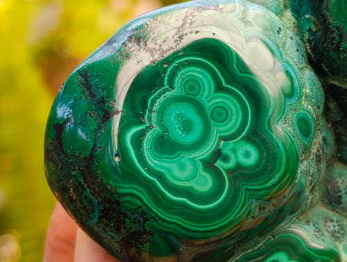 Polished Flower Banded Malachite Free Forms x 2 From Congo