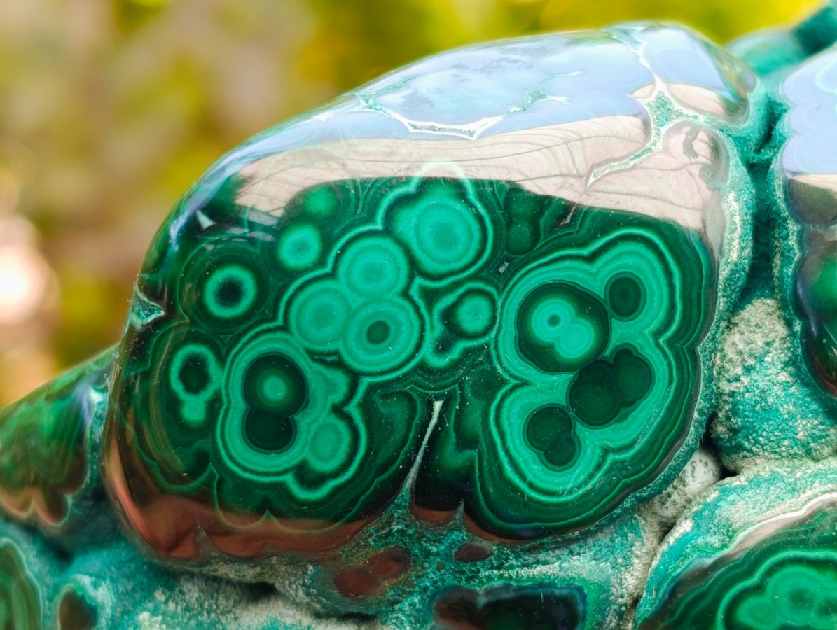 Polished Flower Banded Malachite Free Forms x 2 From Congo