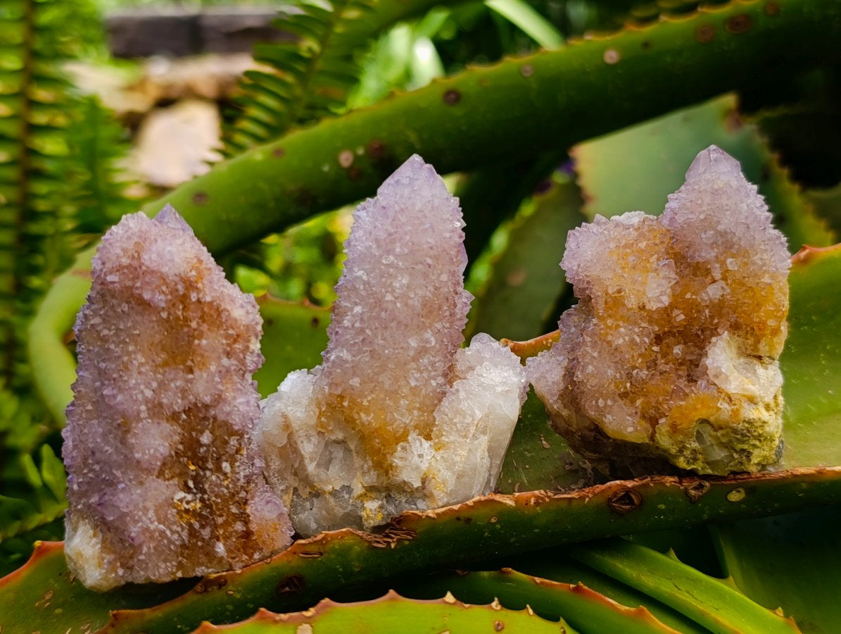 Natural Mixed Spirit Quartz Clusters x 12 From Boekenhouthoek, South Africa