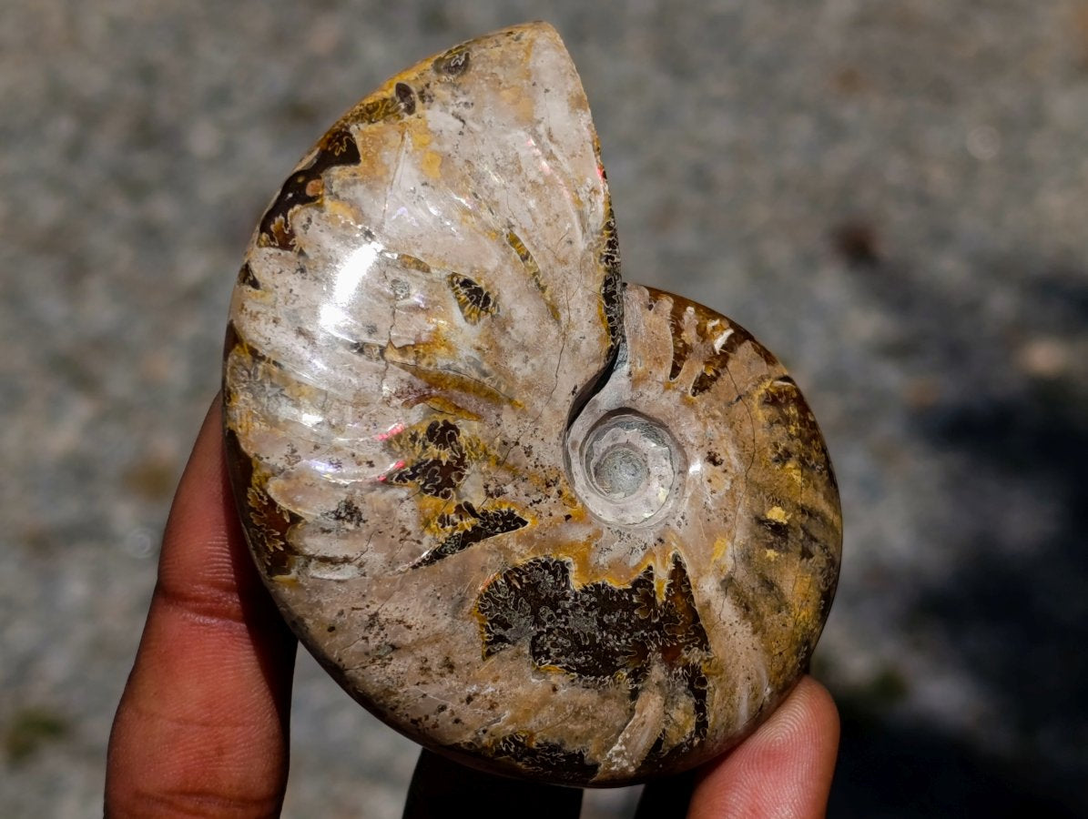 Polished Cleoniceras Red Ammolite Opalized Ammonite Fossils x 3 From Tulear, Madagascar
