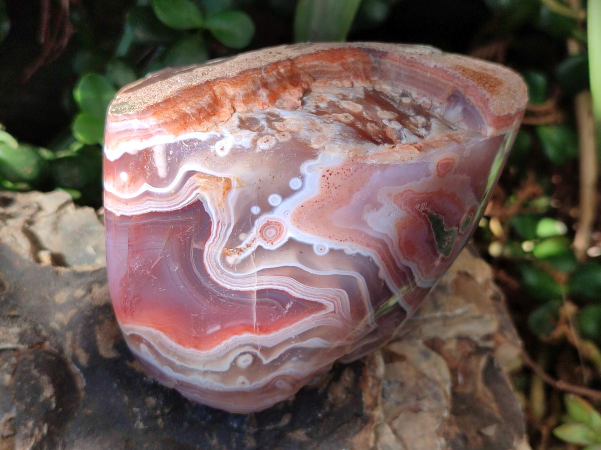 Polished One Side Large Red Shashe River Agate Nodules x 4 From Shashe River, Zimbabwe