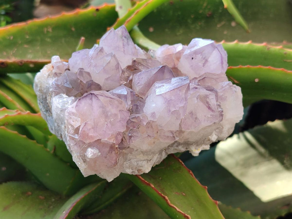 Natural Amethyst Spirit Clusters x 3 From Boekenhouthoek, South Africa