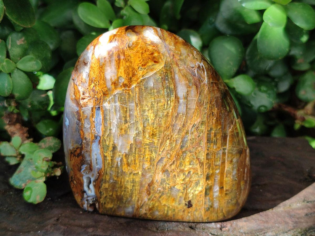 Polished Golden Neolite Tigers Eye Standing Free Forms x 4 From Prieska, South Africa