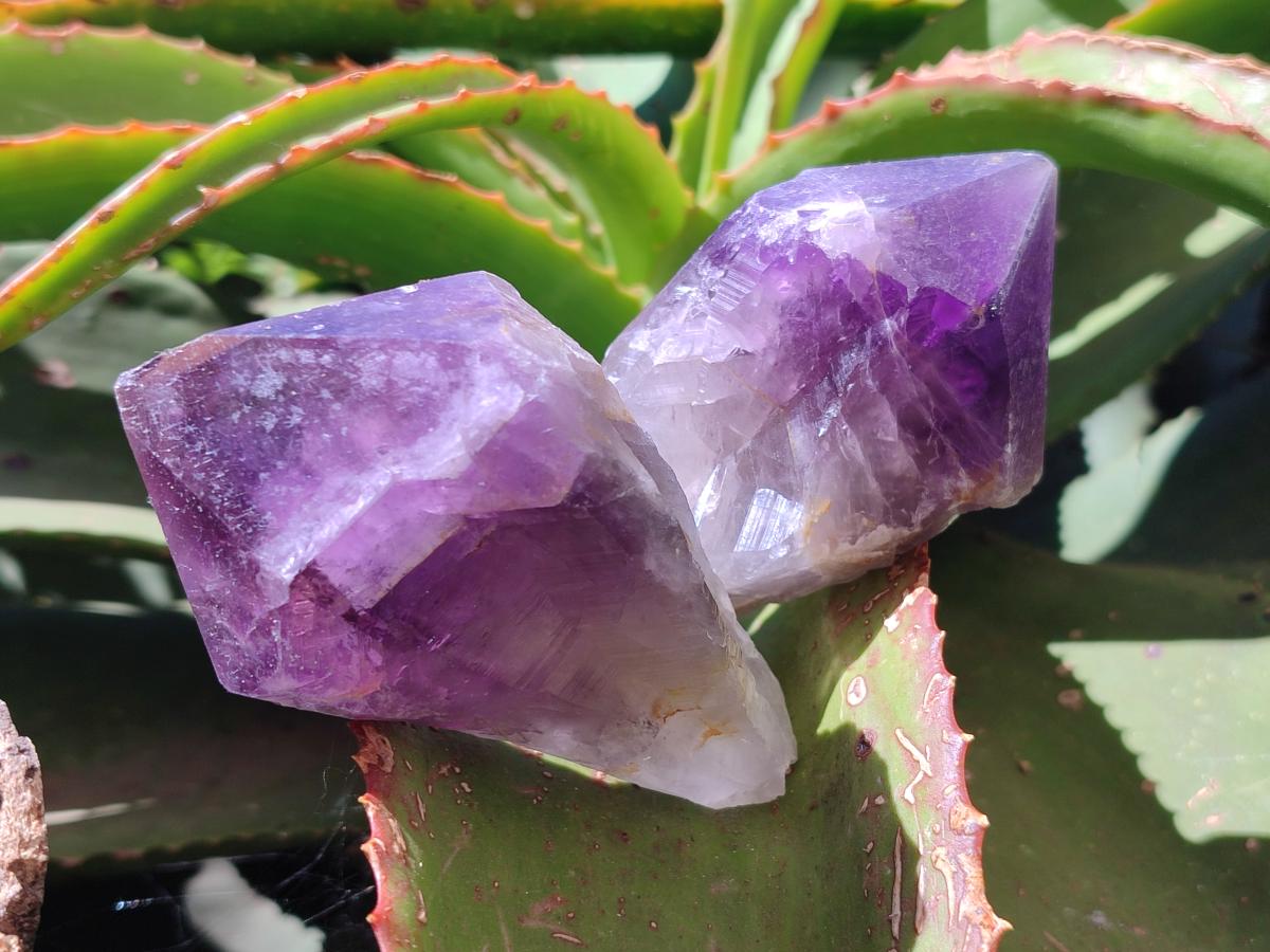 Natural Dark Purple Jacaranda Amethyst Single Crystals x 12 From Mumbwa, Zambia