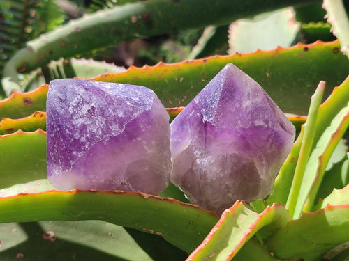 Natural Dark Purple Jacaranda Amethyst Single Crystals x 12 From Mumbwa, Zambia