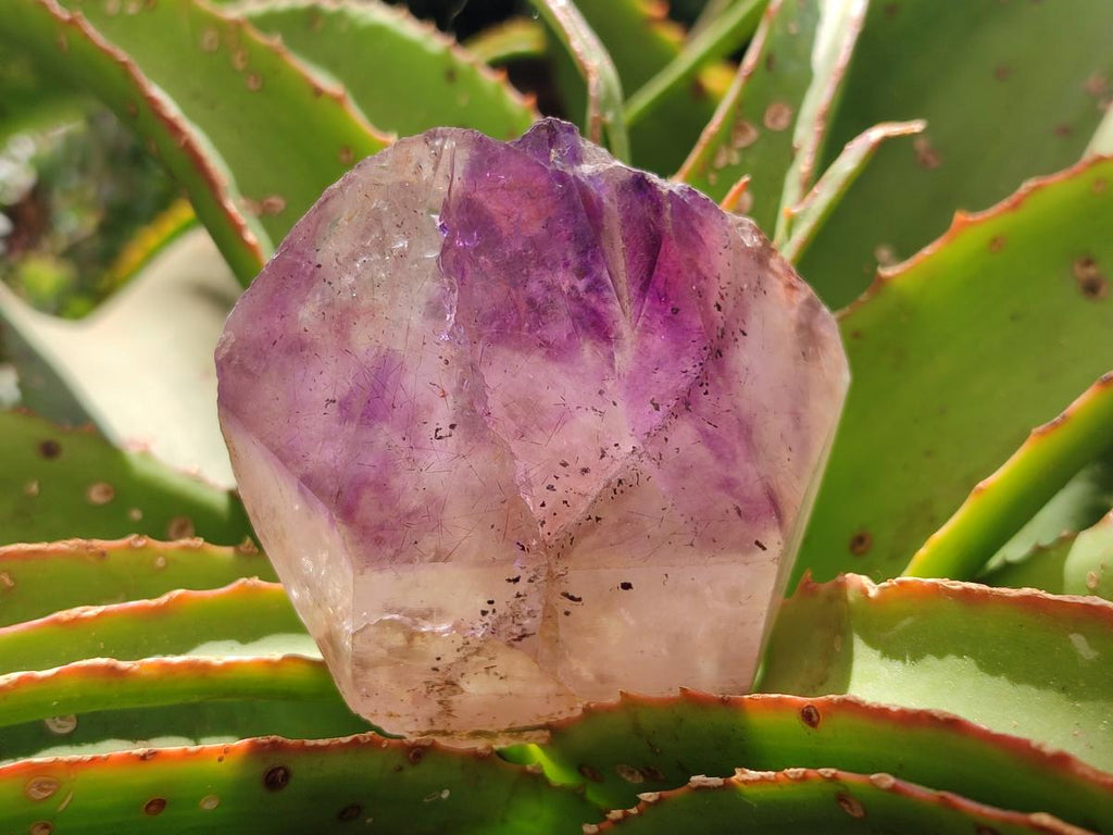 Natural Dark Purple Jacaranda Amethyst Single Crystals x 12 From Mumbwa, Zambia