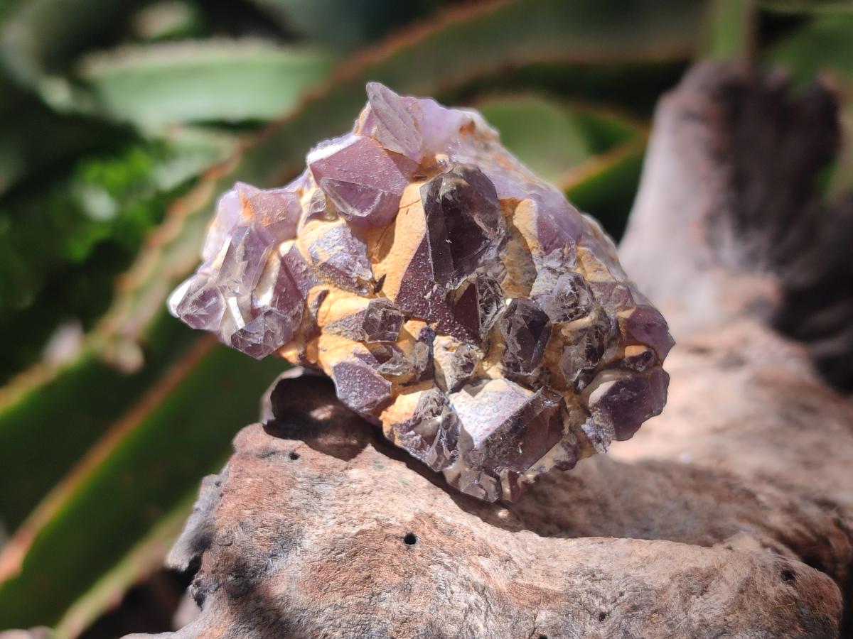 Natural Rare Amethyst Asylum Quartz Clusters x 20 From Luena, Congo