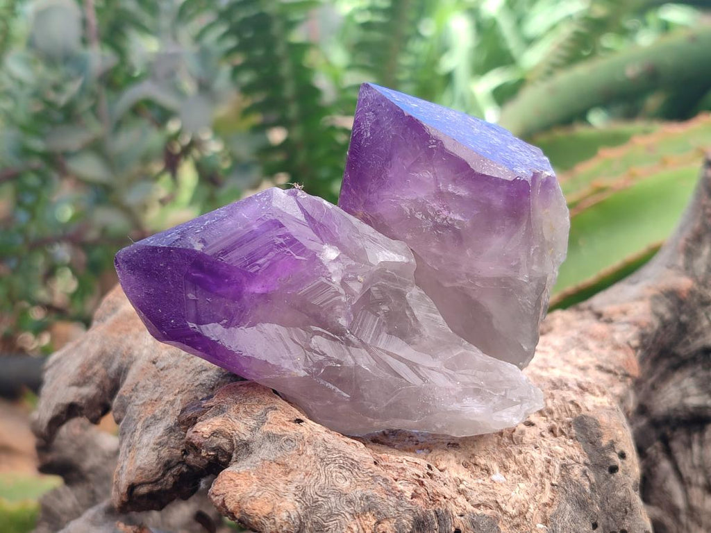 Natural Jacaranda Amethyst Single Crystals x 24 From Mumbwa, Zambia