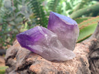 Natural Jacaranda Amethyst Single Crystals x 24 From Mumbwa, Zambia
