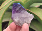 Natural Jacaranda Amethyst Single Crystals x 24 From Mumbwa, Zambia