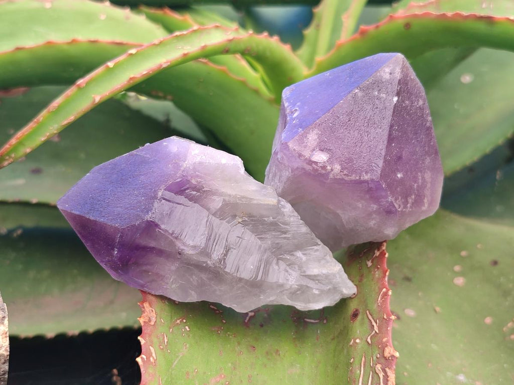Natural Jacaranda Amethyst Single Crystals x 24 From Mumbwa, Zambia