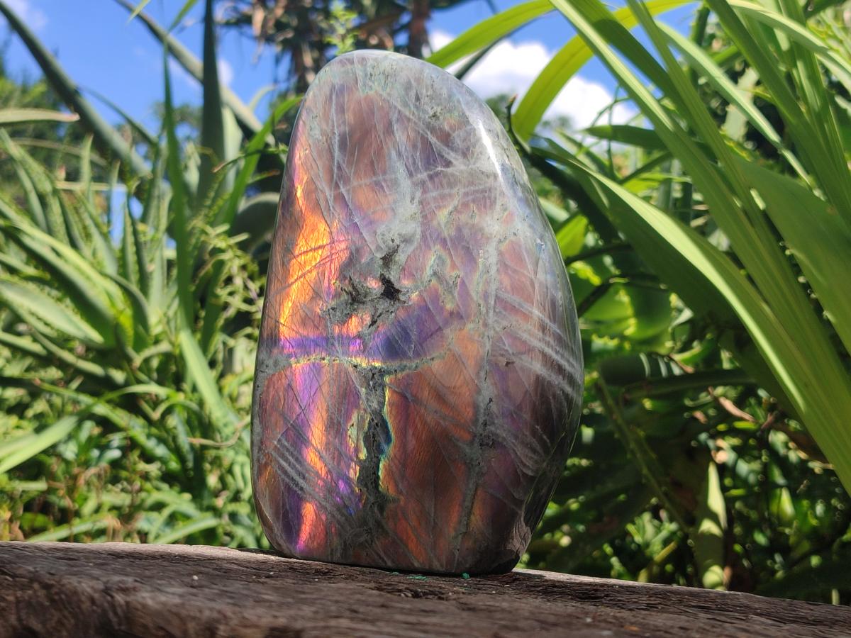 Polished Large Rare Purple Sunset Flash Labradorite Standing Free Form x 1 From Madagascar
