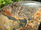 Polished Large Cleoniceras Red Ammolite Opalized Ammonite Fossil x 1 From Tulear, Madagascar