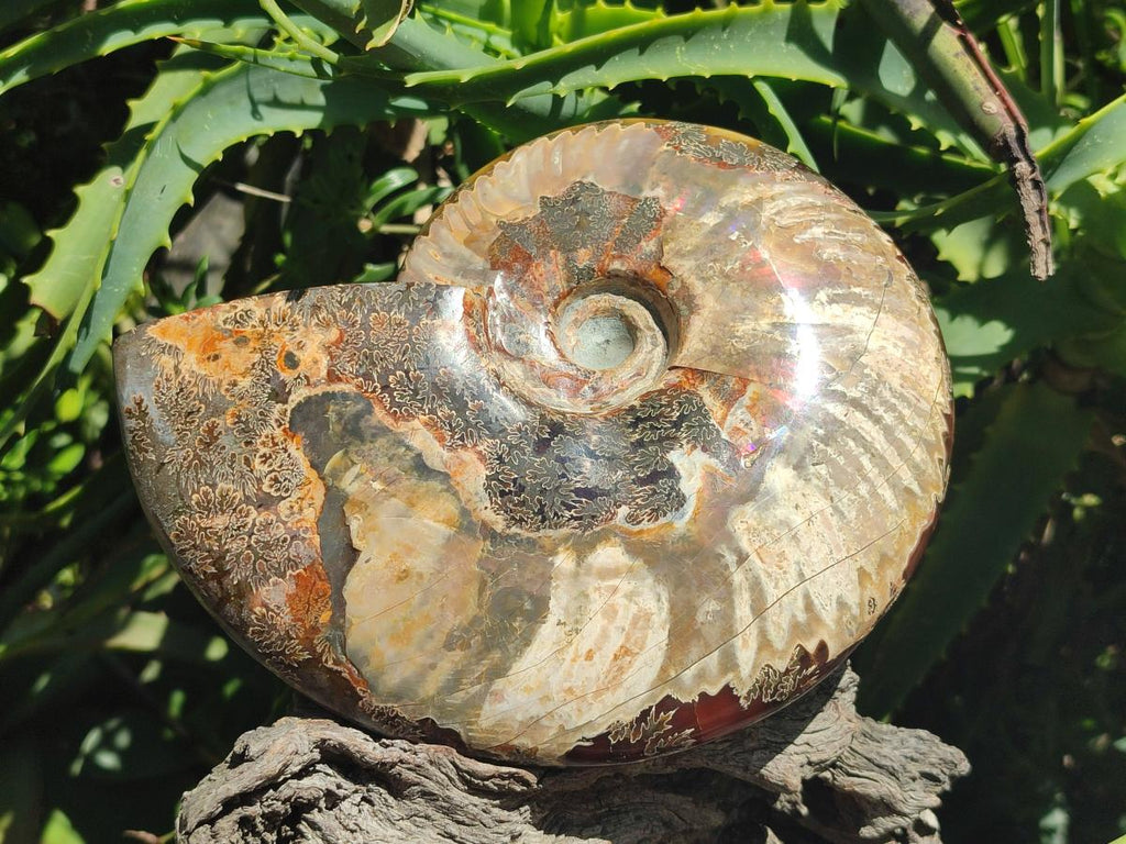 Polished Large Cleoniceras Red Ammolite Opalized Ammonite Fossil x 1 From Tulear, Madagascar