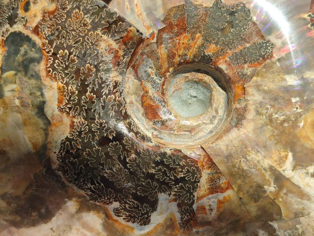 Polished Large Cleoniceras Red Ammolite Opalized Ammonite Fossil x 1 From Tulear, Madagascar
