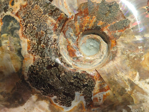 Polished Large Cleoniceras Red Ammolite Opalized Ammonite Fossil x 1 From Tulear, Madagascar