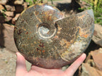 Polished Large Cleoniceras Red Ammolite Opalized Ammonite Fossil x 1 From Tulear, Madagascar