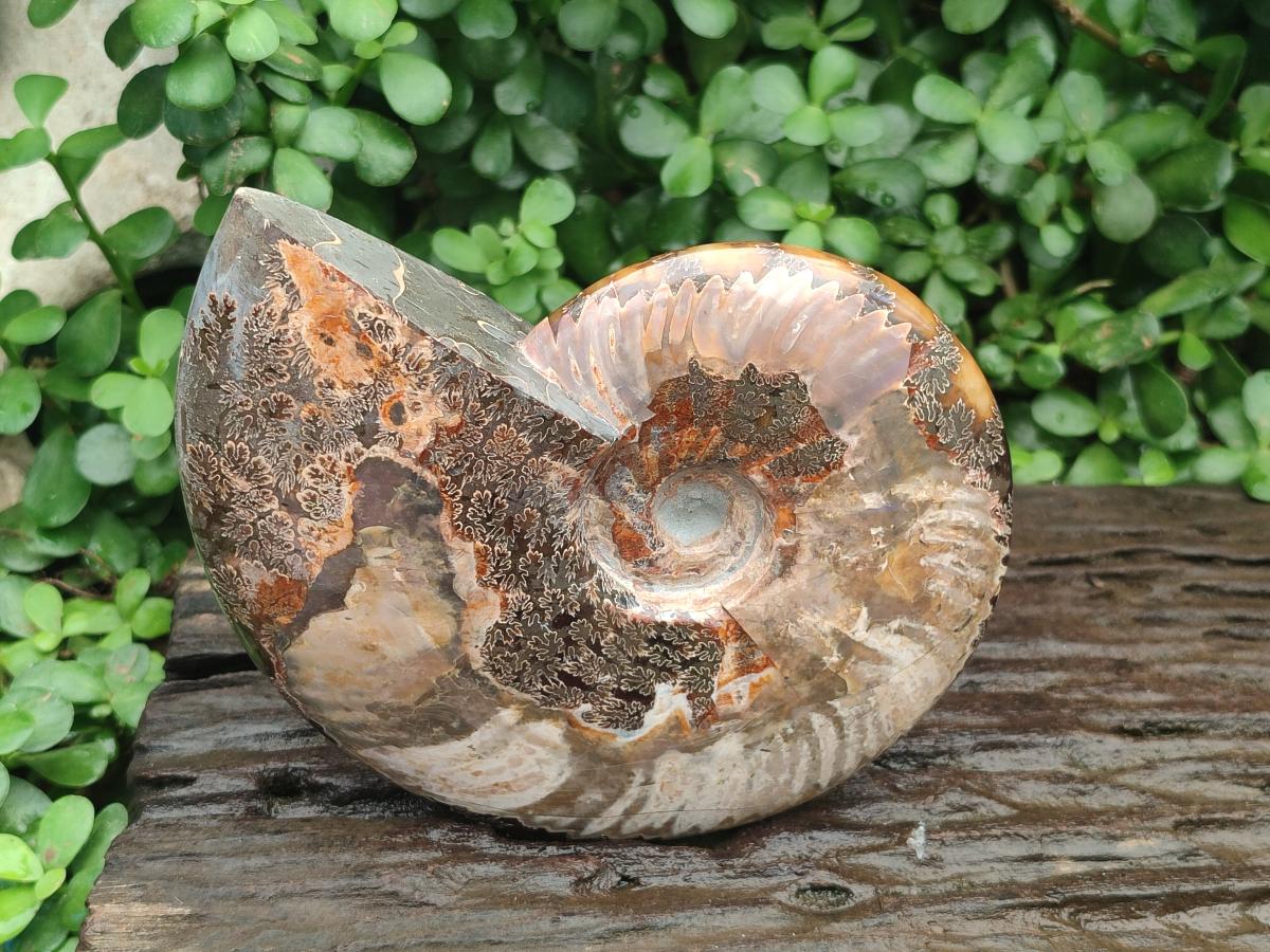 Polished Large Cleoniceras Red Ammolite Opalized Ammonite Fossil x 1 From Tulear, Madagascar
