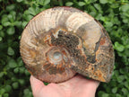 Polished Large Cleoniceras Red Ammolite Opalized Ammonite Fossil x 1 From Tulear, Madagascar