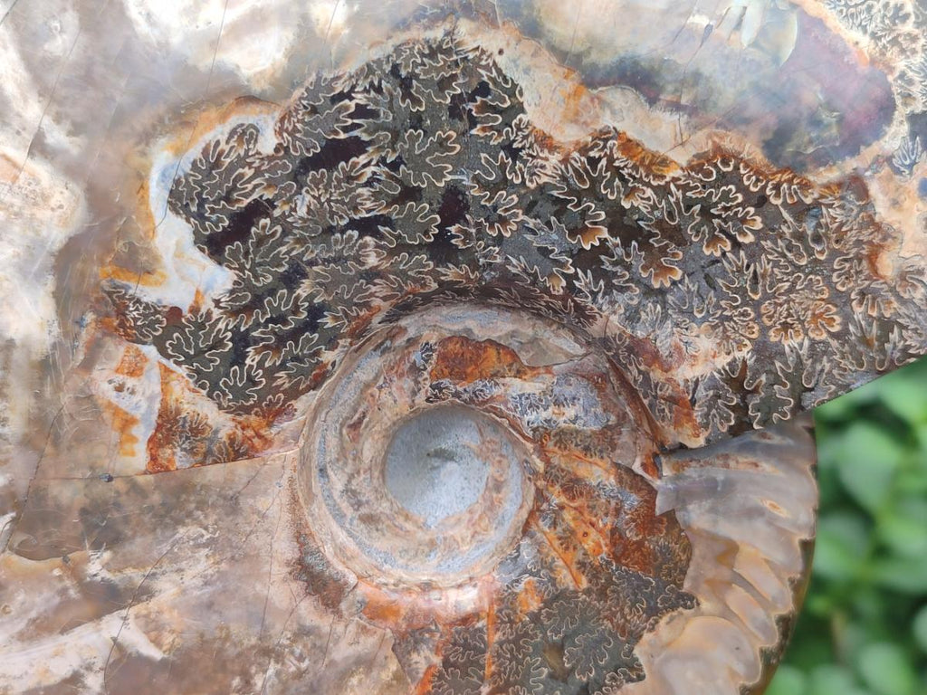 Polished Large Cleoniceras Red Ammolite Opalized Ammonite Fossil x 1 From Tulear, Madagascar