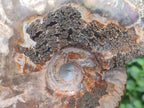 Polished Large Cleoniceras Red Ammolite Opalized Ammonite Fossil x 1 From Tulear, Madagascar