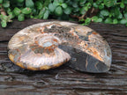 Polished Large Cleoniceras Red Ammolite Opalized Ammonite Fossil x 1 From Tulear, Madagascar