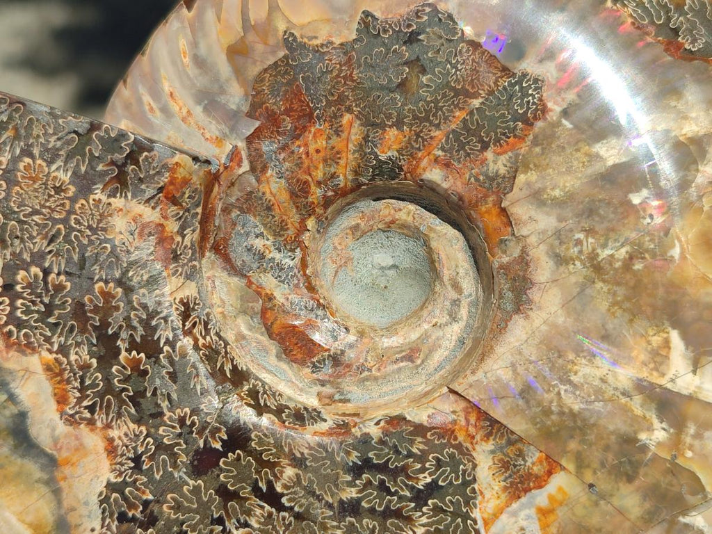 Polished Large Cleoniceras Red Ammolite Opalized Ammonite Fossil x 1 From Tulear, Madagascar